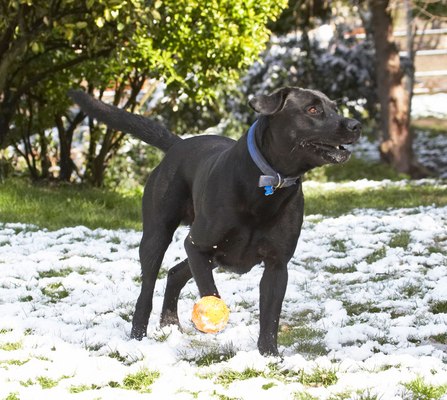 I see something more interesting ...........
Palabras clave: Animal Animals ball Buddy Canine Canines Dog Dogs Labrador Labradors Land Mammal Land Mammals Play Playing Playtime Snow Terrestrial Mammal Terrestrial Mammals