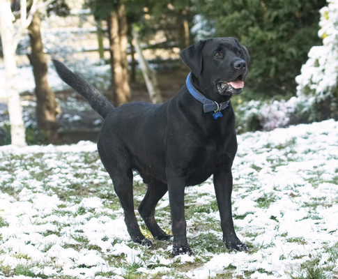 ........... me too
Słowa kluczowe: Animal Animals Buddy Canine Canines Dog Dogs Labrador Labradors Land Mammal Land Mammals Play Playing Playtime Snow Terrestrial Mammal Terrestrial Mammals