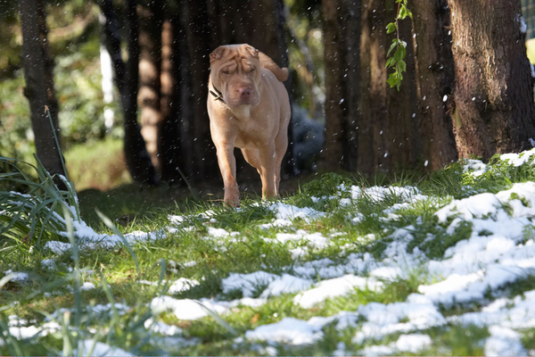 Hmmm, wot's this stuff??
Anahtar kelimeler: Animal Animals Canine Canines Daisy Dog Dogs Frosty Land Mammal Land Mammals Play Playing playtime Shar-pei Shar-peis Snow Terrestrial Mammal Terrestrial Mammals