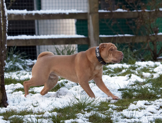 Hey, this is cool
Klíčová slova: Animal Animals Canine Canines Dog Dogs Frosty Land Mammal Land Mammals Play Playing Playtime Shar-pei Shar-peis Snow Terrestrial Mammal Terrestrial Mammals