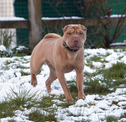 A bit of snow doesn't bother me
Keywords: Animal Animals Canine Canines Dog Dogs Frosty Land Mammal Land Mammals Play Playing Playtime Shar-pei Shar-peis Snow Terrestrial Mammal Terrestrial Mammals
