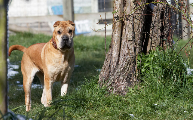 I am not sure about this at all
Trefwoorden: Animal Animals Canine Canines Daisy Dog Dogs Land Mammal Land Mammals Play Playing Playtime Shar-pei Shar-peis Snow Terrestrial Mammal Terrestrial Mammals