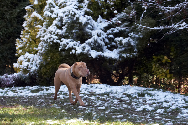 I'm on snow patrol
Palabras clave: Animal Animals Canine Canines Dog Dogs Frosty Land Mammal Land Mammals Play Playing Playtime Shar-pei Shar-peis Snow Terrestrial Mammal Terrestrial Mammals