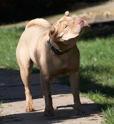 I'm into a bit of rock 'n roll
Λέξεις-κλειδιά: Animal Animals Canine Canines Dog Dogs Frosty Land Mammal Land Mammals Play Playing Playtime shaking Shar-pei Shar-peis Terrestrial Mammal Terrestrial Mammals