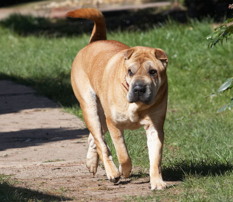 Oh good, no snow
Keywords: Animal Animals Canine Canines Daisy Dog Dogs Land Mammal Land Mammals Play Playing Playtime Shar-pei Shar-peis Terrestrial Mammal Terrestrial Mammals