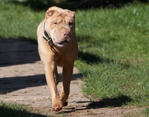 Where'd the snow go??
Schlüsselwörter: Animal Animals Canine Canines Dog Dogs Frosty Land Mammal Land Mammals Play Playing Playtime Shar-pei Shar-peis Snow Terrestrial Mammal Terrestrial Mammals