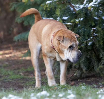 WOT is this white stuff?? ...........
Λέξεις-κλειδιά: Animal Animals Canine Canines Daisy Dog Dogs Land Mammal Land Mammals Play Playing Playtime Shar-pei Shar-peis Snow Terrestrial Mammal Terrestrial Mammals