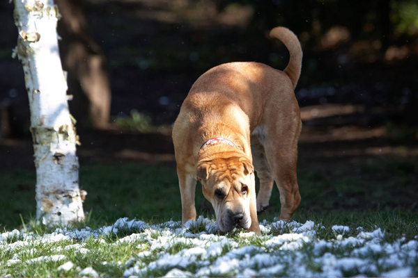 ........... well, it doesn't bite
Palabras clave: Animal Animals Canine Canines Daisy Dog Dogs Land Mammal Land Mammals Play Playing Playtime Shar-pei Shar-peis Snow Terrestrial Mammal Terrestrial Mammals
