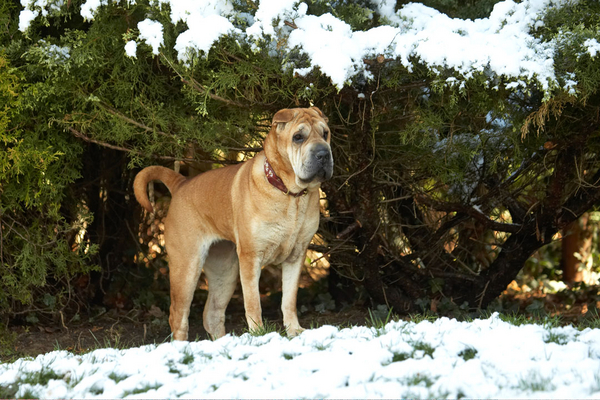 ........... and, I'm surrounded by it
Trefwoorden: Animal Animals Canine Canines Daisy Dog Dogs Land Mammal Land Mammals Play Playing Playtime Shar-pei Shar-peis Snow Terrestrial Mammal Terrestrial Mammals