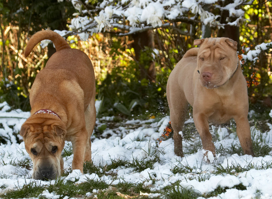 It's not too bad is it?!
Klíčová slova: Animal Animals Canine Canines Daisy Dog Dogs Frosty Land Mammal Land Mammals Play Playing playtime Shar-pei Shar-peis Snow Terrestrial Mammal Terrestrial Mammals