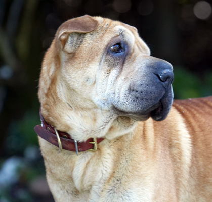 Gosh, it's a rum ol' day
Ključne besede: Animal Animals Canine Canines Daisy Dog Dogs Land Mammal Land Mammals Play Playing Playtime Shar-pei Shar-peis Snow Terrestrial Mammal Terrestrial Mammals