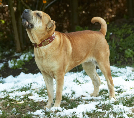 Oooh, sniff that fresh air
Keywords: Animal Animals Canine Canines Daisy Dog Dogs Land Mammal Land Mammals Play Playing Playtime Shar-pei Shar-peis Snow Terrestrial Mammal Terrestrial Mammals