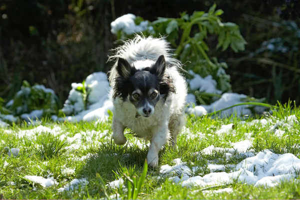 Hey, wot's this
Klíčová slova: Animal Animals Canine Canines Chihuahuas Dog Dogs Land Mammal Land Mammals Longhaired Chihuahua Matt Play Playing Playtime Snow Terrestrial Mammal Terrestrial Mammals