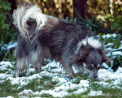 I'm jus' checking it out
Keywords: Animal Animals Canine Canines Chihuahuas Dog Dogs Land Mammal Land Mammals Longhaired Chihuahua Play Playing Playtime Rose Snow Terrestrial Mammal Terrestrial Mammals