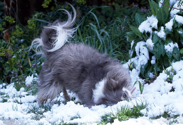 Oooh, new stuff...............
الكلمات الإستدلالية(لتسهيل البحث): Animal Animals Canine Canines Chihuahuas Dog Dogs Land Mammal Land Mammals Longhaired Chihuahua Play Playing Playtime Roll rolling Rose Snow Terrestrial Mammal Terrestrial Mammals