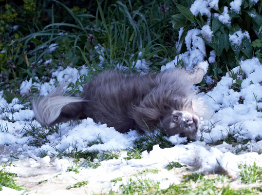 ........... to roll in
Palabras clave: Animal Animals Canine Canines Chihuahuas Dog Dogs Land Mammal Land Mammals Longhaired Chihuahua Play Playing Playtime Roll rolling Rose Snow Terrestrial Mammal Terrestrial Mammals
