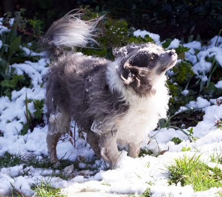 Ah, that feels great
Ključne besede: Animal Animals Canine Canines Chihuahuas Dog Dogs Land Mammal Land Mammals Longhaired Chihuahua Play Playing Playtime Rose Snow Terrestrial Mammal Terrestrial Mammals