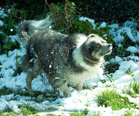 Shake, rattle and .............
Keywords: Animal Animals Canine Canines Chihuahuas Dog Dogs Land Mammal Land Mammals Longhaired Chihuahua Play Playing Playtime Rose Snow Terrestrial Mammal Terrestrial Mammals