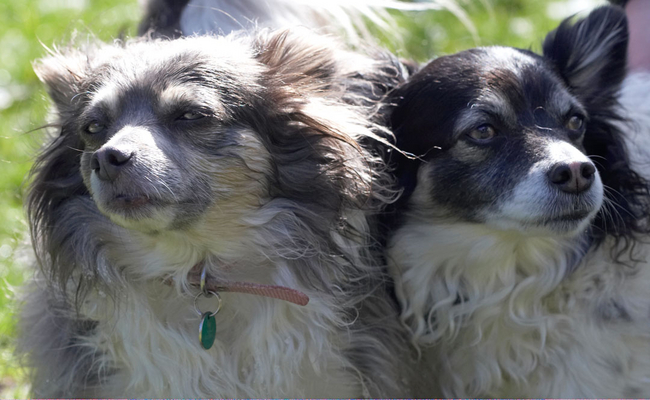 It's a strange ol' day, innit
Schlüsselwörter: Animal Animals Canine Canines Chihuahuas Dog Dogs Land Mammal Land Mammals Longhaired Chihuahua Matt Play Playing playtime Rose Snow Terrestrial Mammal Terrestrial Mammals
