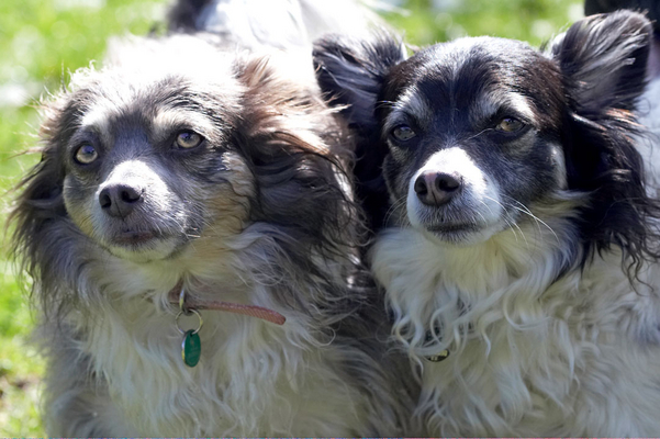 So, what happened here?
Keywords: Animal Animals Canine Canines Chihuahuas Dog Dogs Land Mammal Land Mammals Longhaired Chihuahua Matt Play Playing playtime Rose Snow Terrestrial Mammal Terrestrial Mammals