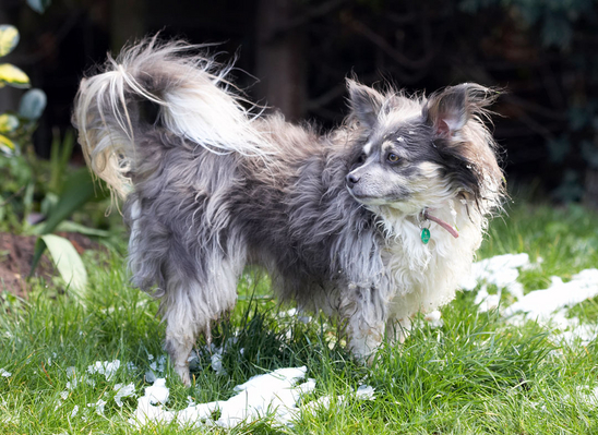 Where'd it all go
Ключевые слова: Animal Animals Canine Canines Chihuahuas Dog Dogs Land Mammal Land Mammals Longhaired Chihuahua Play Playing Playtime Rose Snow Terrestrial Mammal Terrestrial Mammals