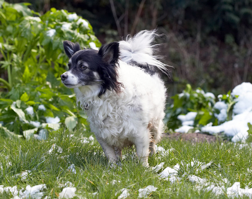 Well, I don't know what to make of all this
Keywords: Animal Animals Canine Canines Chihuahuas Dog Dogs Land Mammal Land Mammals Longhaired Chihuahua Matt Play Playing Playtime Snow Terrestrial Mammal Terrestrial Mammals