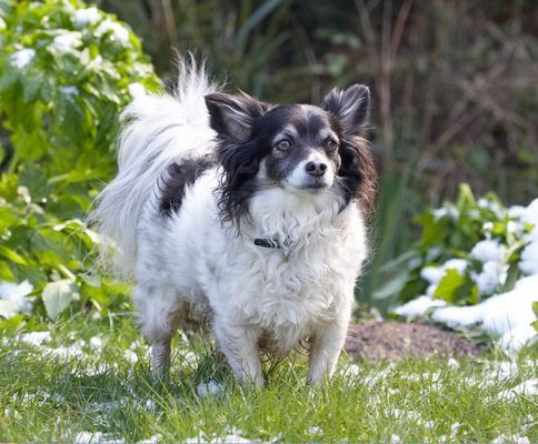 I'm completely flummoxed
Λέξεις-κλειδιά: Animal Animals Canine Canines Chihuahuas Dog Dogs Land Mammal Land Mammals Longhaired Chihuahua Matt Play Playing Playtime Snow Terrestrial Mammal Terrestrial Mammals