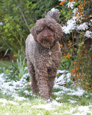 What happened here?!
Palabras clave: Animal Animals Canine Canines Dog Dogs Elvis Land Mammal Land Mammals Play Playing playtime Poodle Poodles Snow Standard Terrestrial Mammal Terrestrial Mammals