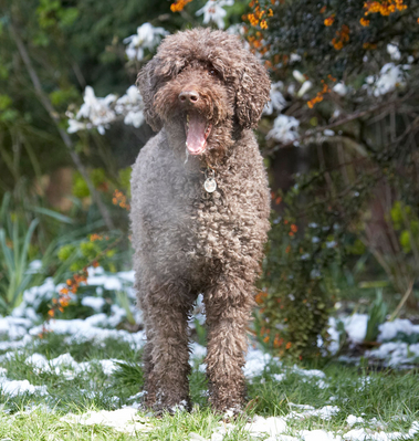 It's funny, innit
Keywords: Animal Animals Canine Canines Dog Dogs Elvis Land Mammal Land Mammals Play Playing Playtime Poodle Poodles Snow Standard Terrestrial Mammal Terrestrial Mammals tongue