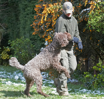 Are you man or mouse?!
Ключові слова: Animal Animals becky Canine Canines Dog Dogs Elvis Land Mammal Land Mammals Play Playing Playtime Poodle Poodles Snow Standard Terrestrial Mammal Terrestrial Mammals