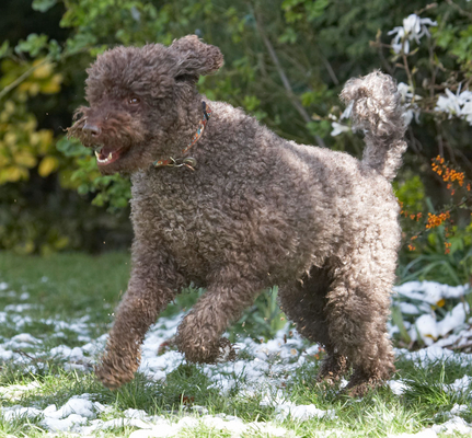 I'll get her
Keywords: Animal Animals Canine Canines Dog Dogs Elvis Jump Jumping Land Mammal Land Mammals Leap Leaping Play Playing Playtime Poodle Poodles Snow Standard Terrestrial Mammal Terrestrial Mammals
