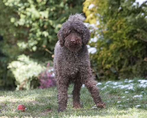 Nah, I don't want to play ball
Keywords: Animal Animals Canine Canines Dog Dogs Elvis Land Mammal Land Mammals Play Playing playtime Poodle Poodles Snow Standard Terrestrial Mammal Terrestrial Mammals