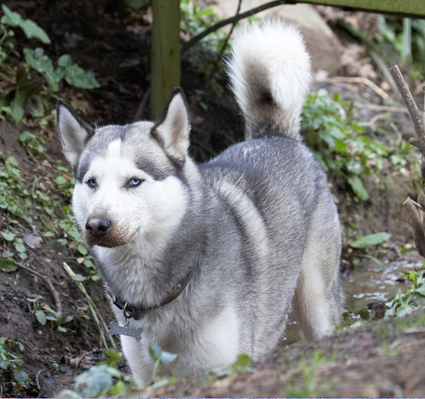 Yeah, I know, this is my favourite place
Keywords: Animal Animals Canine Canines Dog Dogs Huskies Husky Land Mammal Land Mammals Play Playing playtime Reeba Terrestrial Mammal Terrestrial Mammals