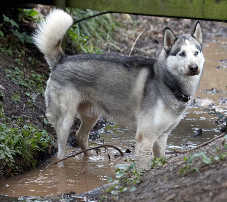 It's my job to me mucky
Schlüsselwörter: Animal Animals Canine Canines Dog Dogs Huskies Husky Land Mammal Land Mammals Play Playing playtime Reeba Terrestrial Mammal Terrestrial Mammals