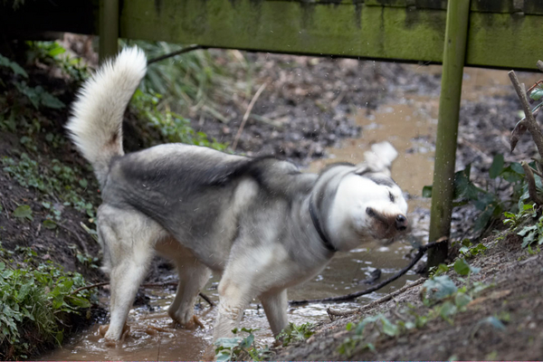 I'll give everyone a mud bath ..............
Keywords: Animal Animals Canine Canines Dog Dogs Huskies Husky Land Mammal Land Mammals Play Playing playtime Reeba Terrestrial Mammal Terrestrial Mammals