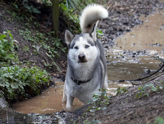 .......... did I do a good job?!
Keywords: Animal Animals Canine Canines Dog Dogs Huskies Husky Land Mammal Land Mammals Play Playing playtime Reeba Terrestrial Mammal Terrestrial Mammals