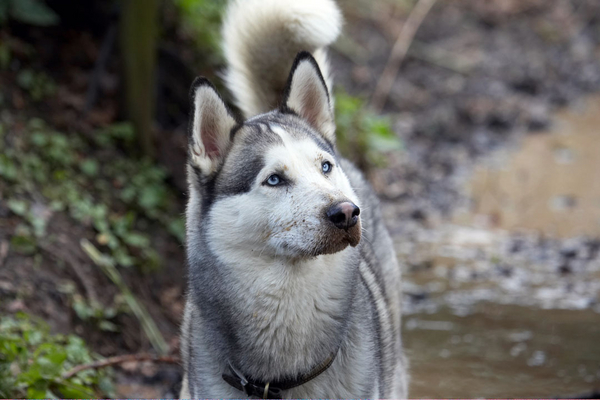 What now?!
Palabras clave: Animal Animals Canine Canines Dog Dogs Huskies Husky Land Mammal Land Mammals Play Playing playtime Reeba Terrestrial Mammal Terrestrial Mammals