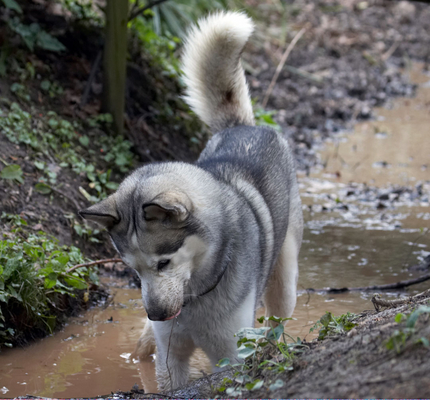 .......... sorry, gotta find my ball
Keywords: Animal Animals Canine Canines Dog Dogs Huskies Husky Land Mammal Land Mammals Play Playing playtime Reeba Terrestrial Mammal Terrestrial Mammals