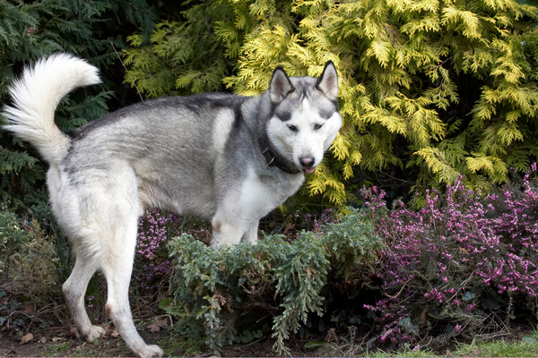 Think I'll hide in here
Anahtar kelimeler: Animal Animals Canine Canines Dog Dogs Huskies Husky Land Mammal Land Mammals Play Playing playtime Reeba Terrestrial Mammal Terrestrial Mammals