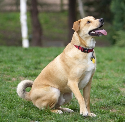 OK, you got my attention
الكلمات الإستدلالية(لتسهيل البحث): Critter German Shepherd Labrador Terrier cross X tongue