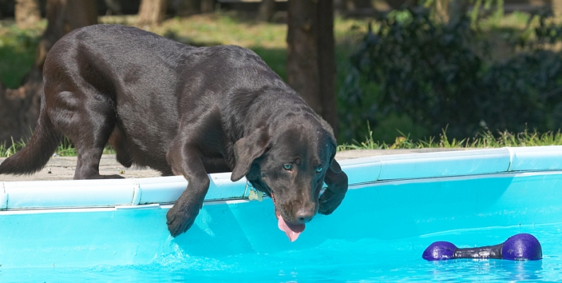 C'mon, come to Georgie Porgie
Keywords: George Chocolate Labrador tongue swimming pool