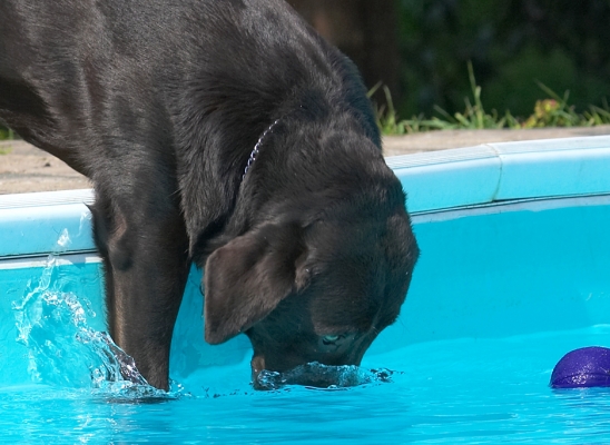 It's called a slide dive - OK!!
Keywords: George Chocolate Labrador swimming pool