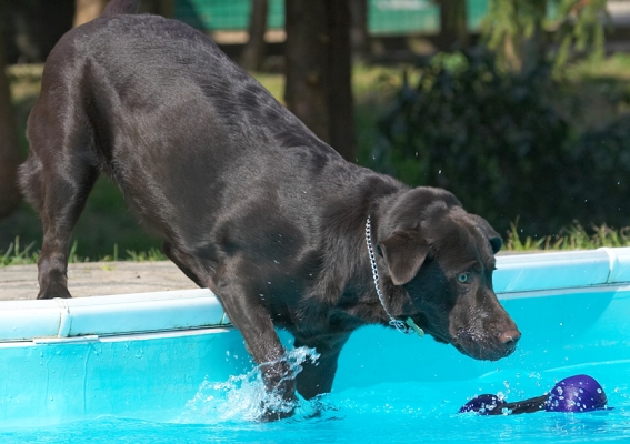 Here we go
Keywords: George Chocolate Labrador swimming pool