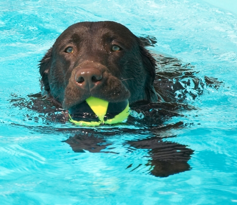 I'm in the swim of it now
Keywords: George Chocolate Labrador swimming pool