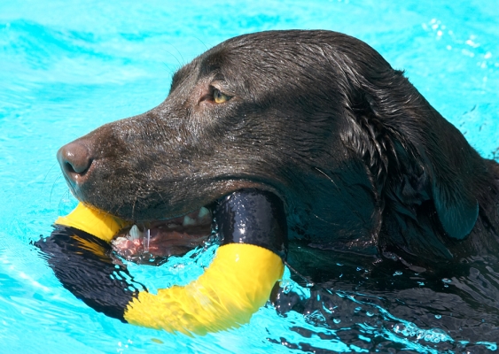 Gosh, so many toys to choose from
Ključne besede: George Chocolate Labrador swimming pool
