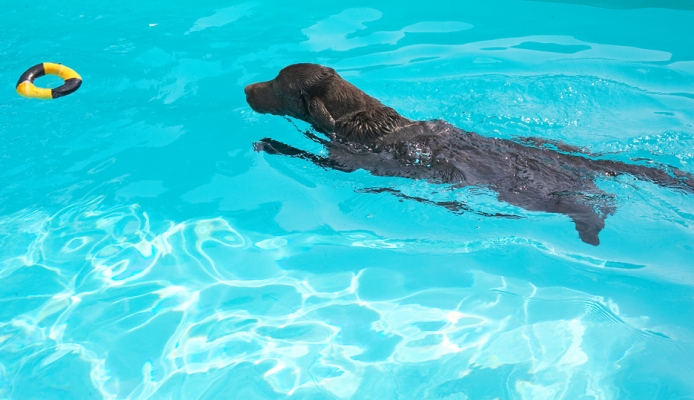 Note my sleek style
Keywords: George Chocolate Labrador swimming pool