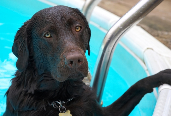 Hey, where'd my toy go?
Keywords: George Chocolate Labrador swimming pool