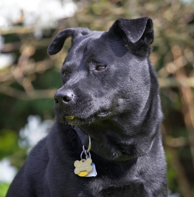 Can't talk, got my mouth full
Keywords: Charlie Black Labrador Chow cross X
