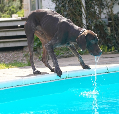 Blue water is my favourite
Schlüsselwörter: Josh German Shorthaired Pointer swimming pool