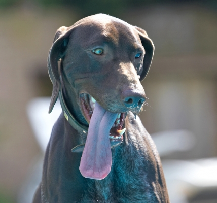 I think I'm gonna win the longest tongue competition
Keywords: Josh German Shorthaired Pointer tongue